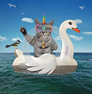 Caticorn gray on inflatable swan in sea