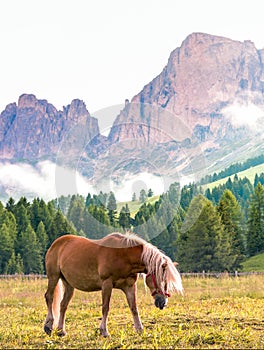 Catinaccio group of dolomites mountains and lonely horse