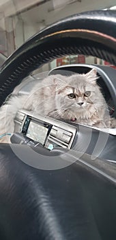 Catincar catgrey cat cat