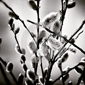 Catkin. Artistic look in black and white.