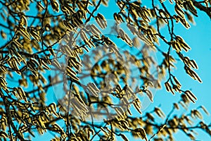 Catkin blown by wind on sunny day