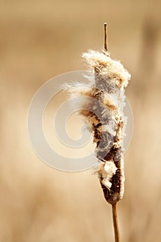 The catkin on a cattail plant going to seed.