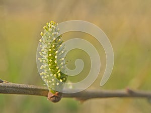 Catkin of a dark-leaved willow tree photo