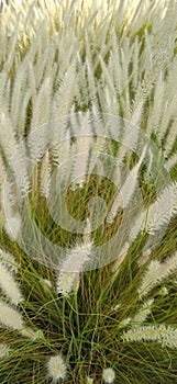 These Catkin flower looks like smilling