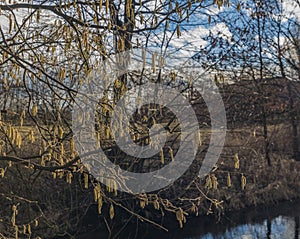 Catkin flower near Malse river