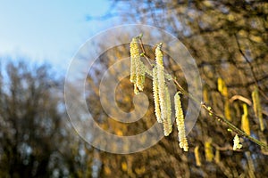 Catkin flowers drooping from a branch in a winter woodland