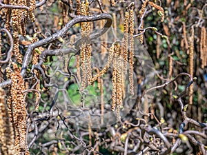 Catkin hanging from a branch of Corylus americana, the American hazelnut or American hazel photo