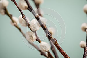 Catkin pussy willow twigs on bush tree in park on min green background