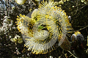 Catkin of sallows