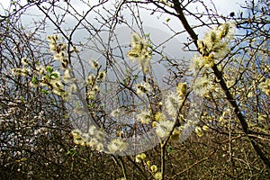 Catkin of sallows