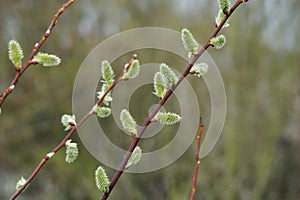 Catkin of sallows
