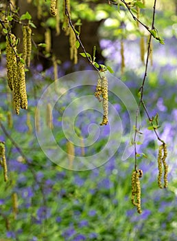 Catkin tree growing amongst wild bluebells, photographed at Old Park Wood nature reserve, Harefield, Hillingdon UK.