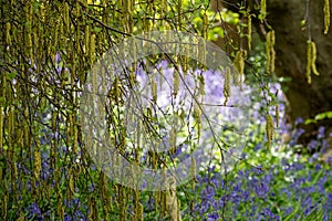 Catkin tree growing amongst wild bluebells, photographed at Old Park Wood nature reserve, Harefield, Hillingdon UK.