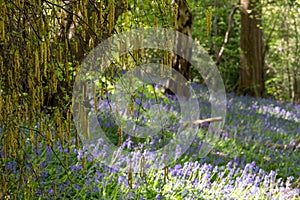 Catkin tree growing amongst wild bluebells, photographed at Old Park Wood nature reserve, Harefield, Hillingdon UK.