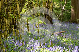 Catkin tree growing amongst wild bluebells, photographed at Old Park Wood nature reserve, Harefield, Hillingdon UK.