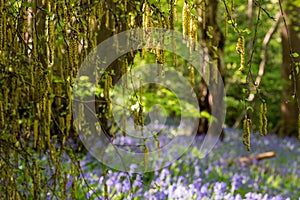 Catkin tree growing amongst wild bluebells, photographed at Old Park Wood nature reserve, Harefield, Hillingdon UK.