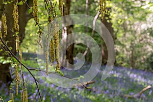 Catkin tree growing amongst wild bluebells, photographed at Old Park Wood nature reserve, Harefield, Hillingdon UK.