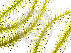 Catkin from weeping willow