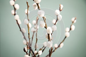 Catkin willow twigs on bush tree in park on min green background