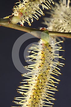 Catkins