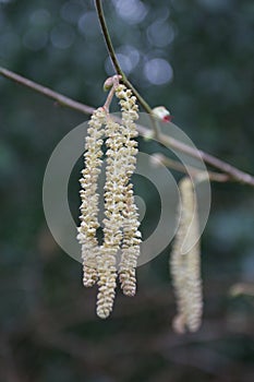 Catkins