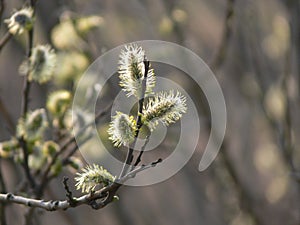 Catkins