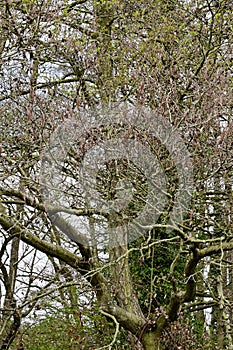 Catkins or Alder Cones, Common Alder - Alnus glutinosa, Norfolk Broads, England, UK.