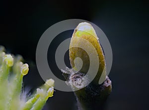 Catkins { amentum }, a variety of ear or cluster, a type of inflorescence in which individual flowers are set on the shoot axis