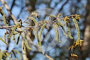 Catkins of aspen Populus tremula tree