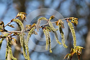 Catkins of aspen Populus tremula tree