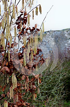 Catkins birch Ruins donjon fortress, Crevecoeur, Leffe, Dinant, Belgium