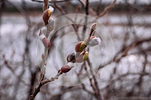Catkins blossom on willow branch in early spring.