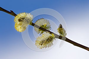 Catkins on Blue Spring Sky