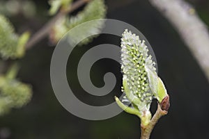 Catkins on branch of blossoming willow with bokeh background, shallow DOF, selective focus
