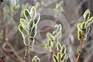 Catkins on branch. First plant Spring. Salix caprea.