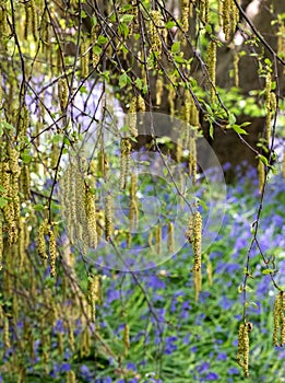 Catkin tree growing amongst wild bluebells, photographed at Old Park Wood nature reserve, Harefield, Hillingdon UK.