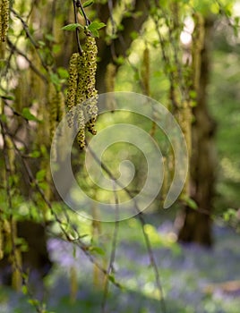 Catkin tree growing amongst wild bluebells, photographed at Old Park Wood nature reserve, Harefield, Hillingdon UK.