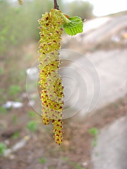 Catkins of common hazel, Corylus avellana hangin on a tree branch in early spring