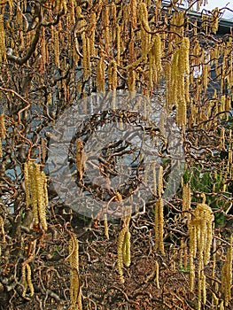 Catkins on contorted tree
