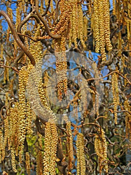 Catkins on contorted tree