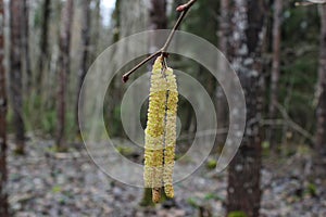 Catkins and flower of a hazel tree