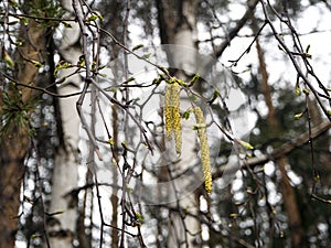 Catkins of a flowering birch close-up against the background of tree trunks. Raindrops are visible on the earrings. Spring natural