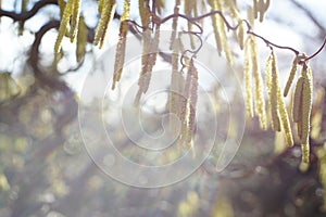 Catkins, flowers of hazel tree, in blossom during springtime