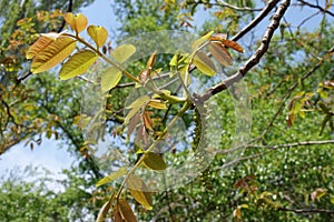 Catkins and fresh leaves on branch of walnut in April