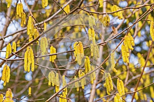 Catkins hangin on a tree branch.