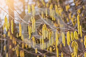 Catkins hangin on a tree branch. photo