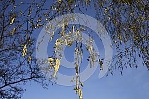 Catkins are the harbingers of Spring in a Lancashire woodland