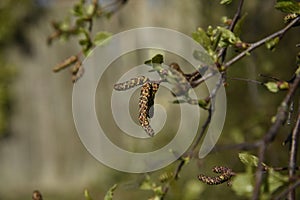 Catkins are the harbingers of Spring in a Lancashire woodlans