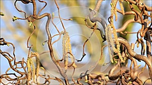 Catkins of hazel, allergenic pollen