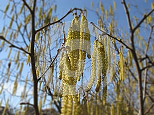 Catkins of hazel tree Coryllus avellana in spring